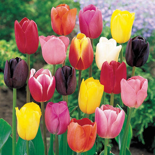Cream-of-the-Crop Tulip Mixture Super Sak Seeds